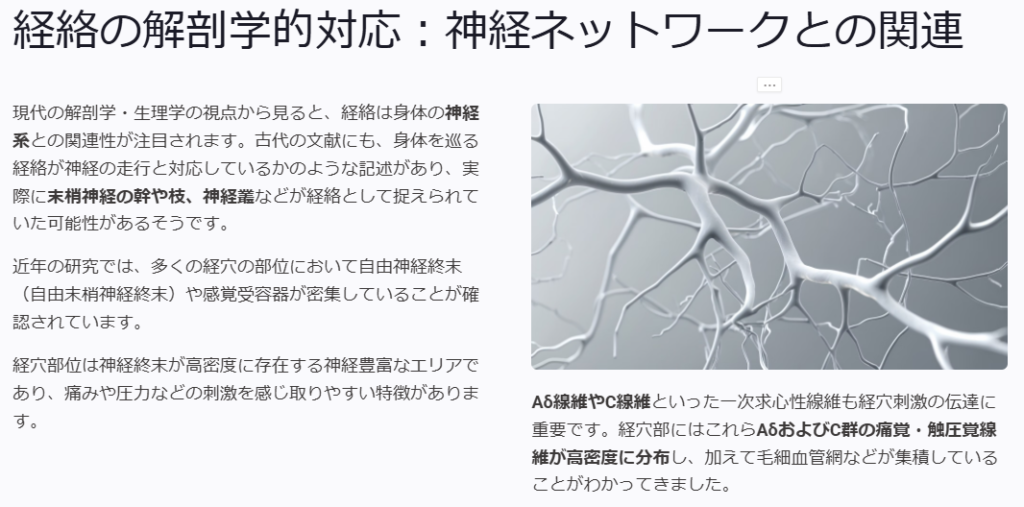 現代の解剖学・生理学の視点から見ると、経絡は身体の神経系との関連性が注目されます。古代の文献にも、身体を巡る経絡が神経の走行と対応しているかのような記述があり、実際に末梢神経の幹や枝、神経叢などが経絡として捉えられていた可能性があるそうです。近年の研究では、多くの経穴の部位において自由神経終末(自由末梢神経終末)や感覚受容器が密集していることが確認されています。経穴部位は神経終末が高密度に存在する神経豊富なエリアであり、痛みや圧力などの刺激を感じ取りやすい特徴があります。