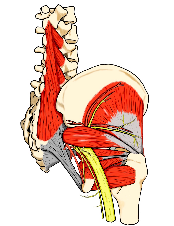 腰部と殿部の解剖図。梨状筋と坐骨神経の関係を示したイラスト。