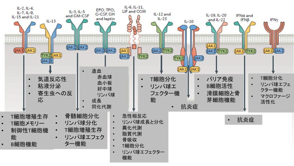  JAK阻害剤の仕組み