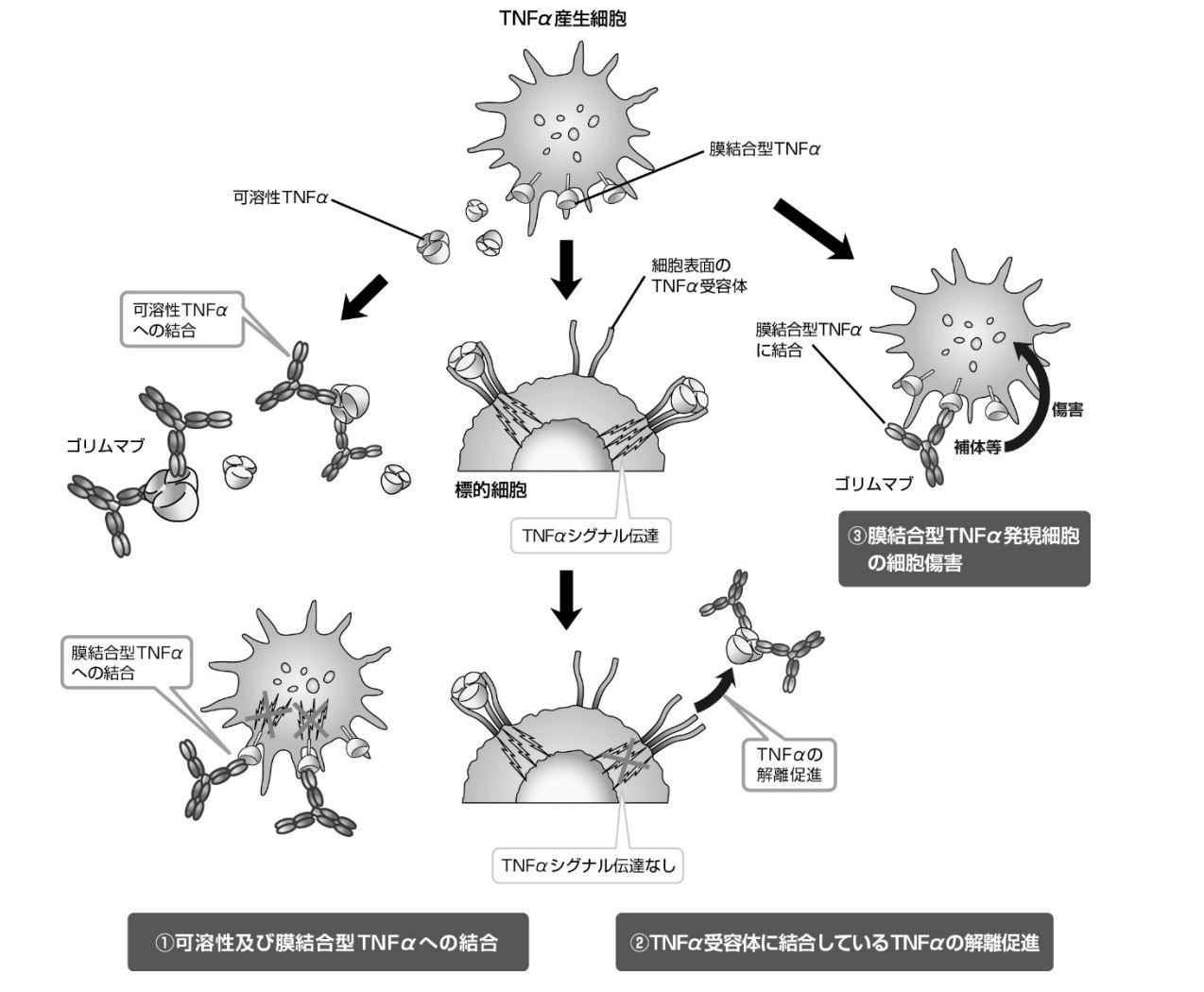 関節リウマチ治療におけるシムジア®の特徴と使い分け – 豊田土橋リウマチクリニック|愛知県の関節リウマチ治療専門外来(専門医)|名古屋から30分