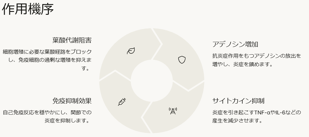 メトトレキサートの作用機序